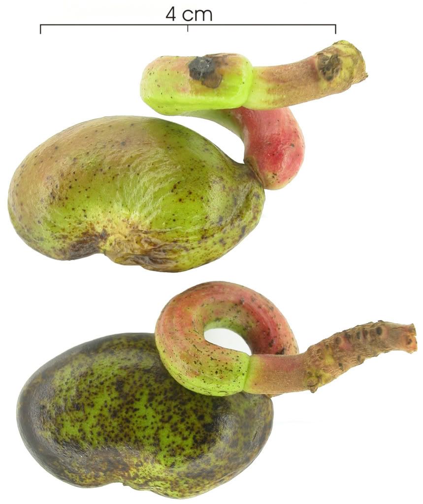 Anacardium excelsum seed detail