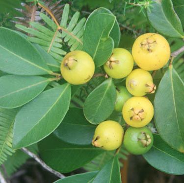 Lemon Guava