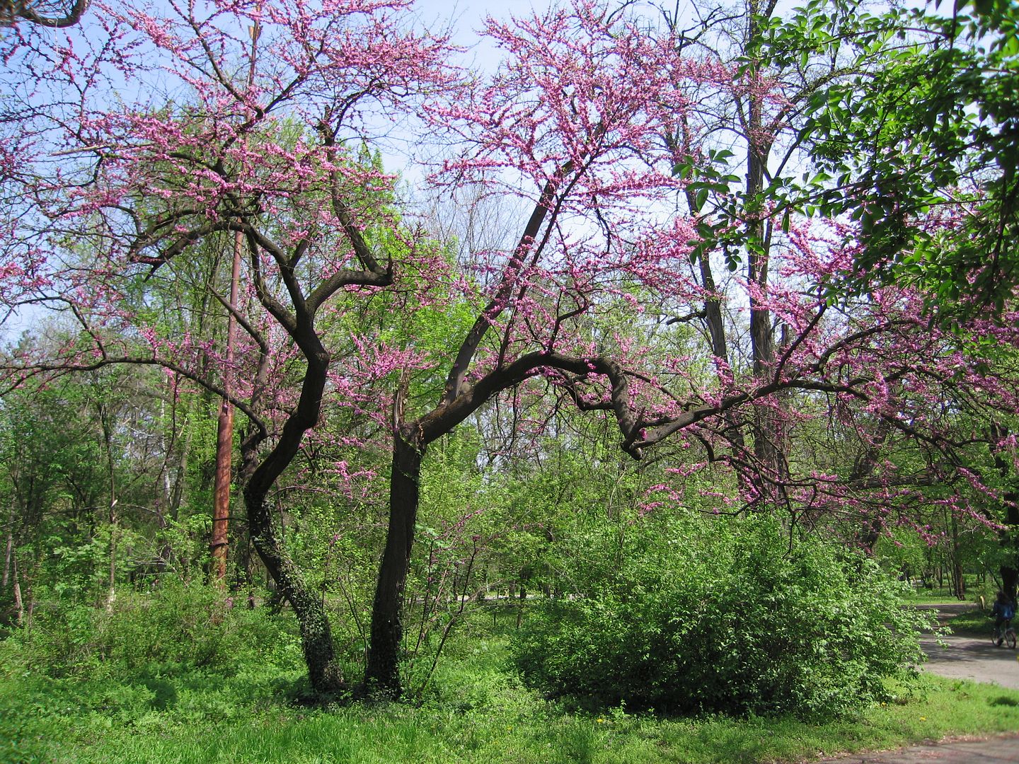 Carob