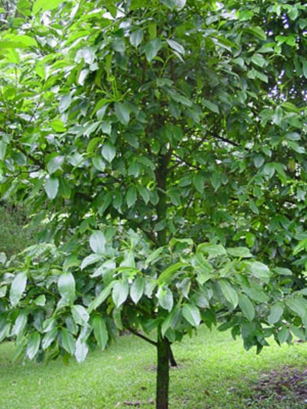 Garcinia mangostana Tree