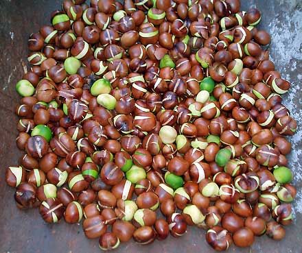 Wombai seeds