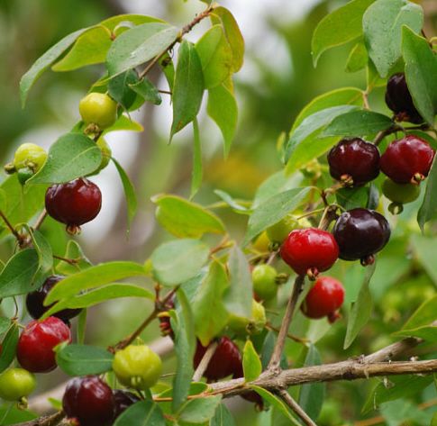 Suriname cherry