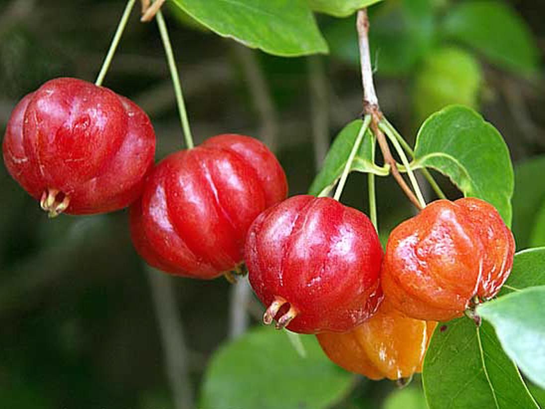 surinam_cherry_3.jpg