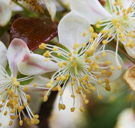 Suriname cherry