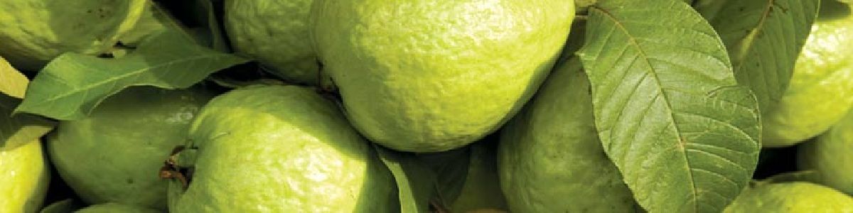 White Guava
Indonesian Seedless Guava