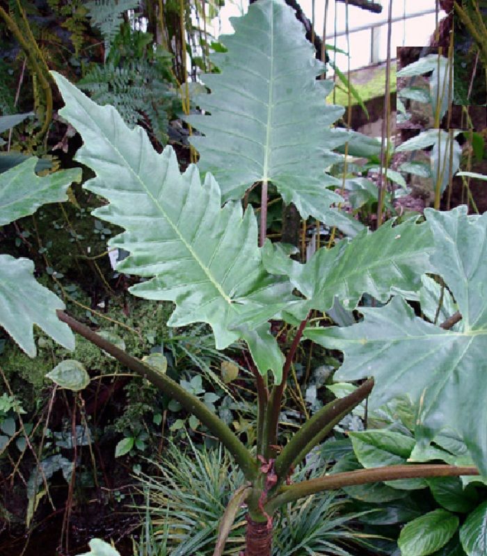 Alocasia 'Boa'