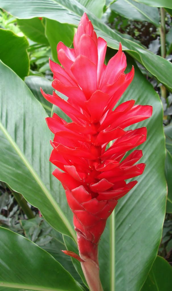 Alpinia purpurata 'RED'    
         Flaming Red Torch!
    (Zingiberaceae) Alpinia purpurata Ginger 
This ginger variety produces inflorescences consisting of
4 to 10 bracts, flower of huge deep red bracts.