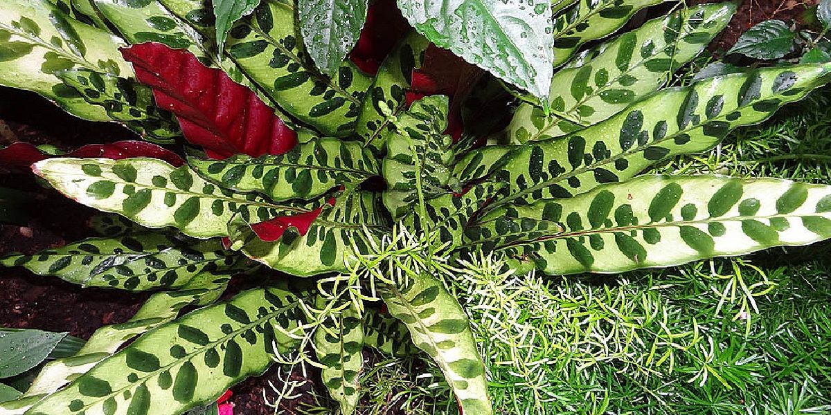 Calathea lancifolia