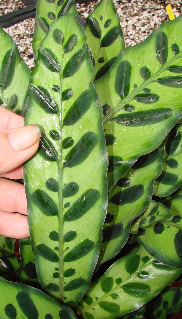 Calathea lancifolia