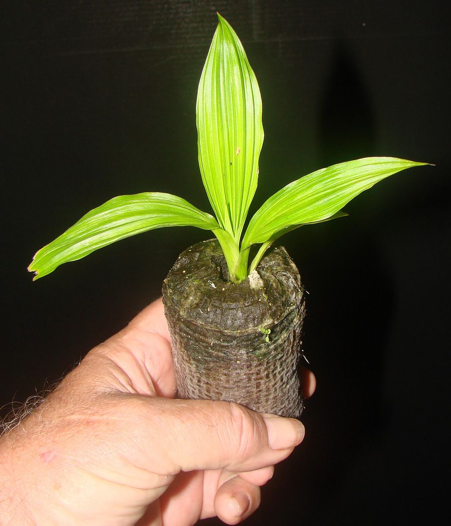 Panama Hat Plant seedling for sale