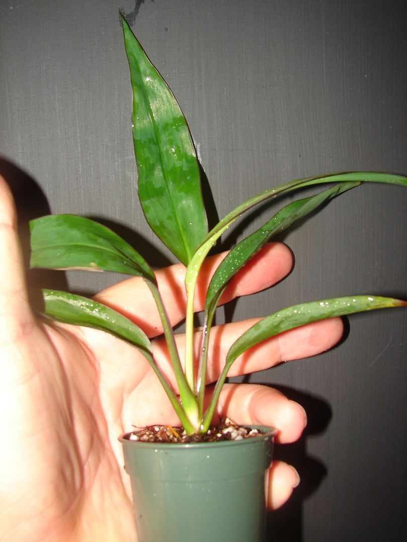 Ti Plant Item for sale