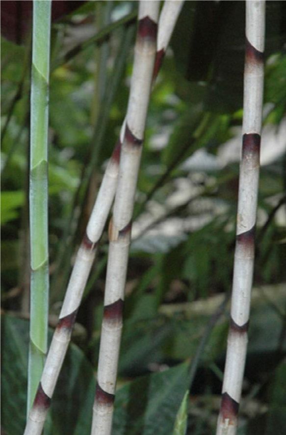 Zebra Bamboo Ginger alternating brown colored bands