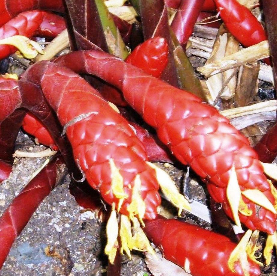 Zebra Bamboo Ginger red cones resemble the head of a snake.