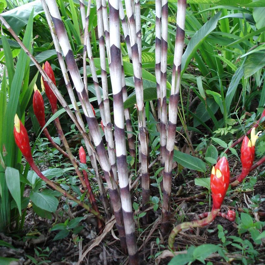 Costus stenophyllus Ginger
 Emerging from the base of the Zebra Bamboo Ginger, the long-lasting red cones make for attractive inflorescences.