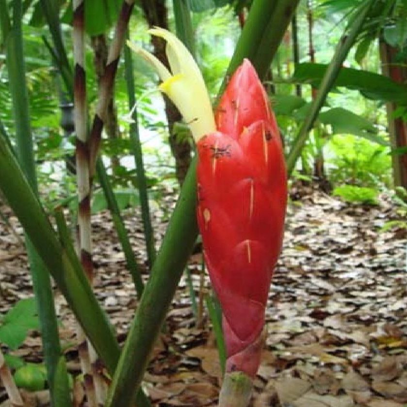 'Snake Head Ginger' it's other common name, these red cones resemble the head of a snake.