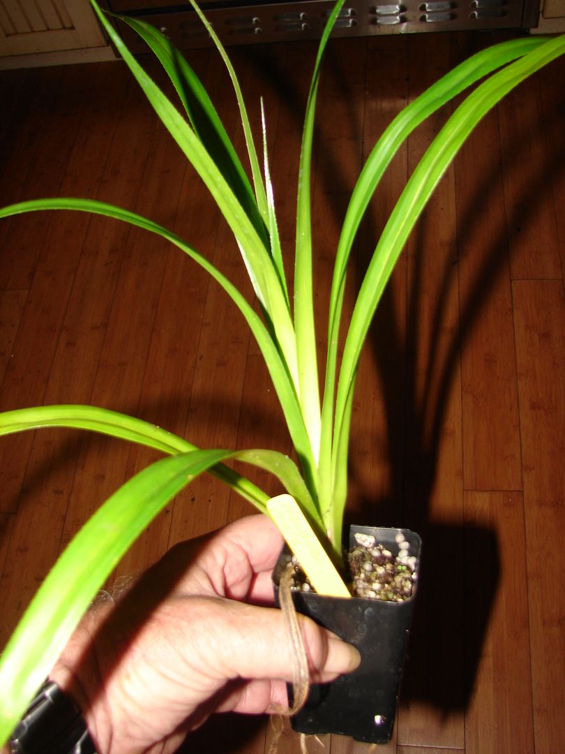 Pandanus Amaryllifolius plant for sale