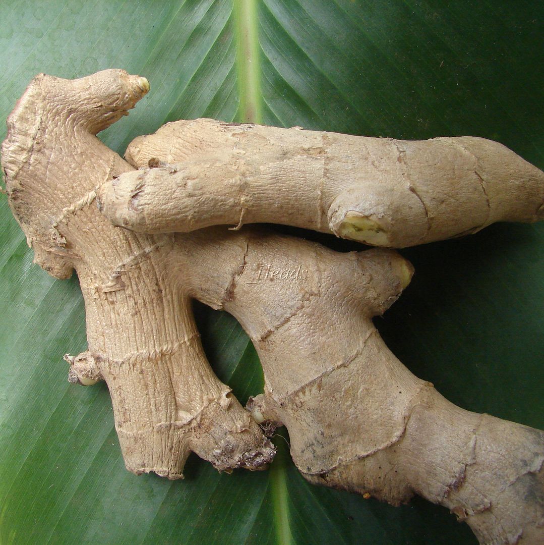 Edible Ginger spicy rhizomes 
Zingiber officinale
