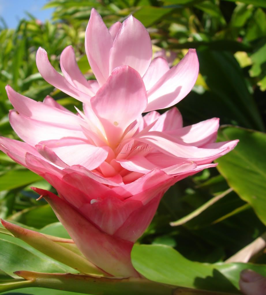 'Jungle Princess'    Pink Candy Cane!
    (Zingiberaceae) Alpinia purpurata Ginger 
This ginger variety produces inflorescences consisting of
6 to 30 bracts, light pink centers on a 
darker pink lower bracts topped with bright almost 
white bracts with pink highlights.