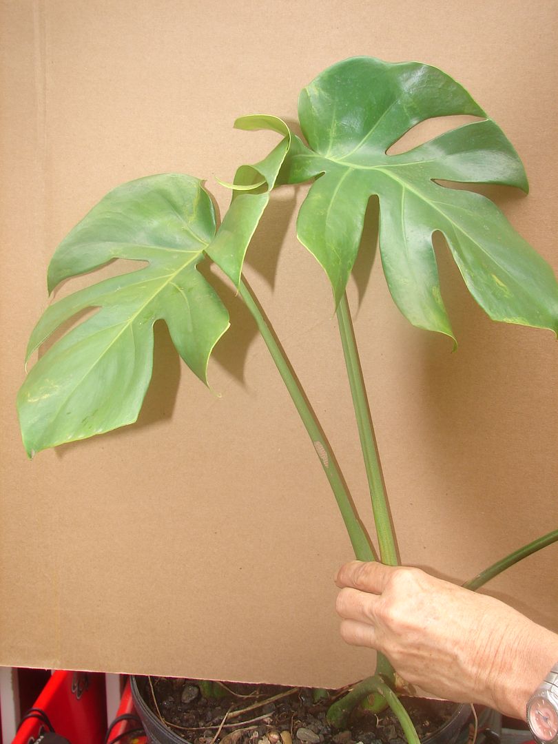 Windowleaf MONSTERA for sale