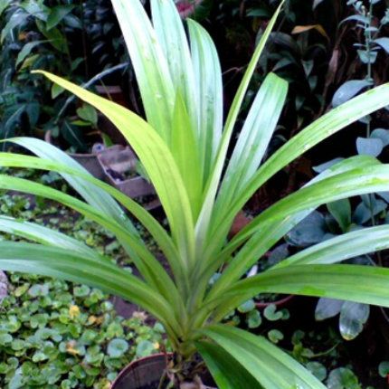 Pandanus Amaryllifolius