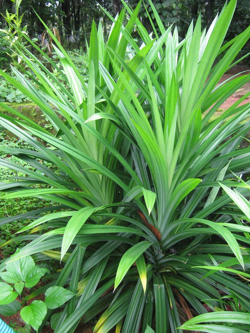 Pandanus Amaryllifolius plant