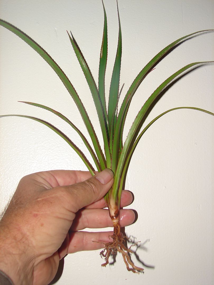 Pandanus vandermeerschii seedling
   similar to item for sale