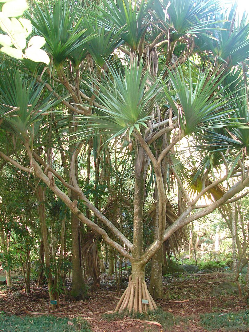 Pandanus vandermeerschii