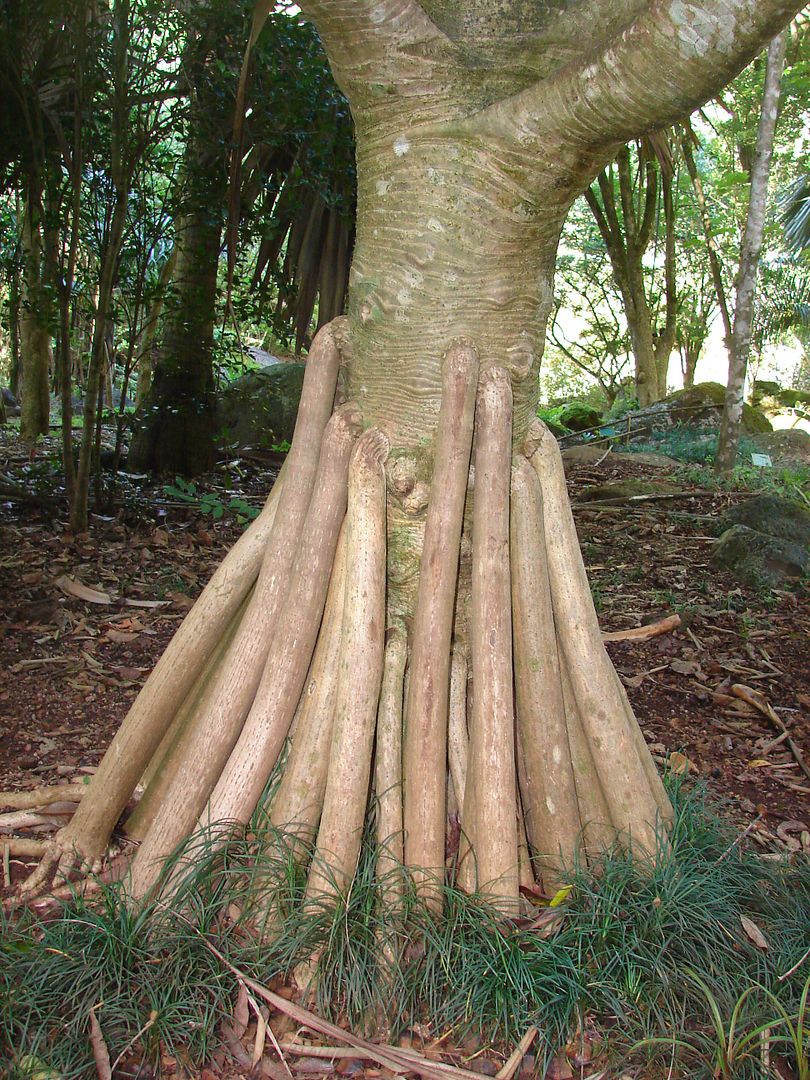 Pandanus vandermeerschi