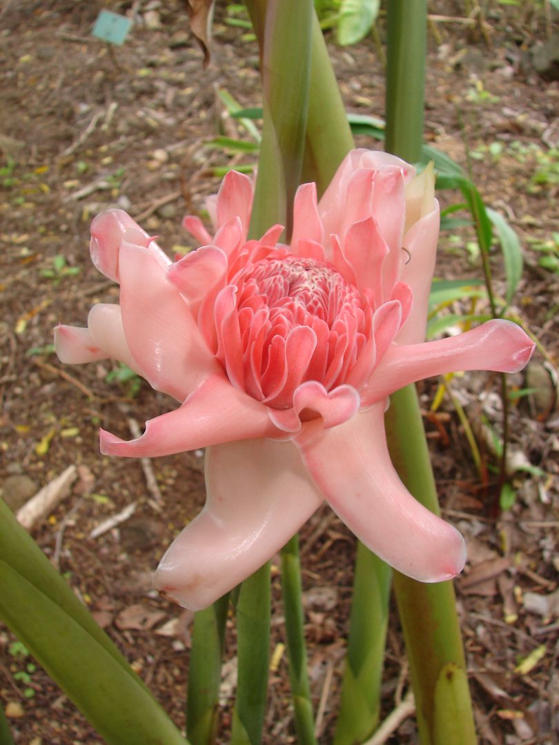 Pink Torch Ginger