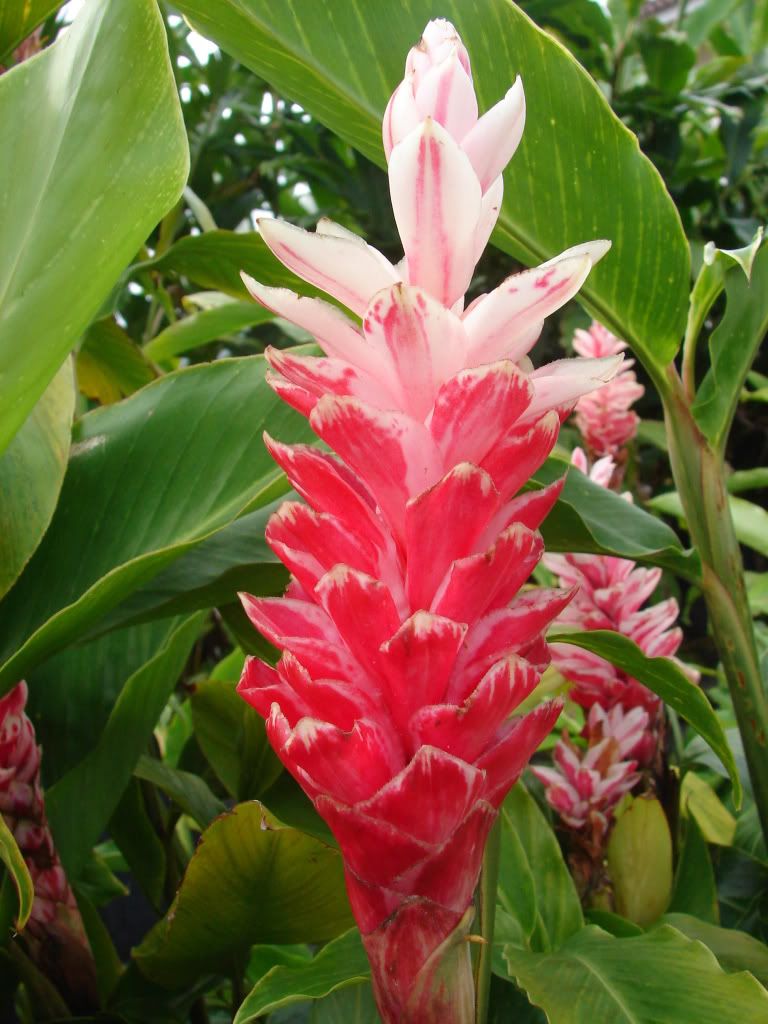 'Tahitian Princess'    Flaming Candy Cane!
    (Zingiberaceae) Alpinia purpurata Ginger 
This ginger variety produces inflorescences consisting of
4 to 10 bracts, variegation of darker pink centers on a 
light pink/red lower bracts topped with bright almost 
white bracts with speckled pink.