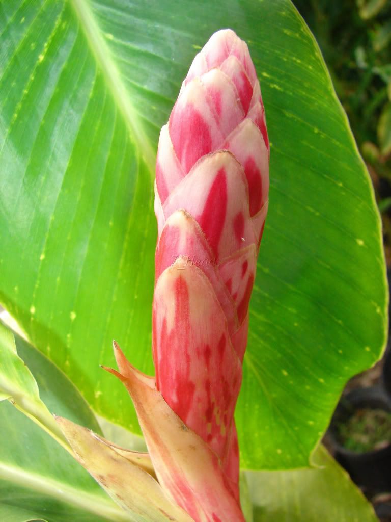 Tahitian Princess Ginger flower bud ready to pop!