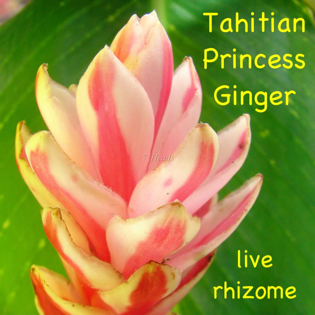You are bidding on one live strong Tahitian Princess Ginger rhizome