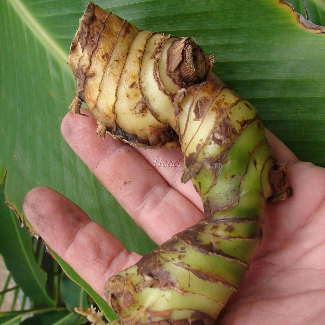 Fresh Thai Ginger rhizome