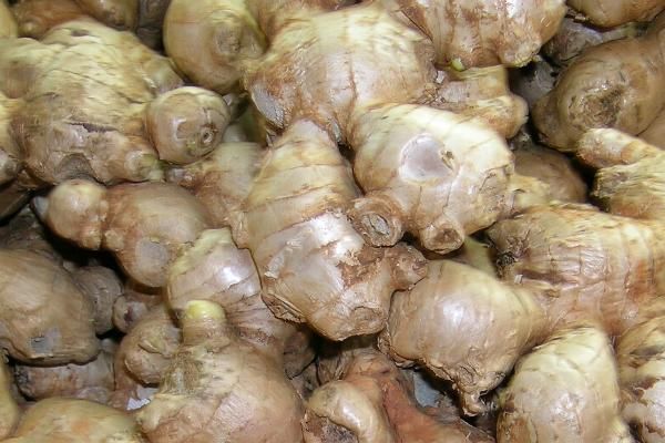 Edible Ginger Rhizomes 