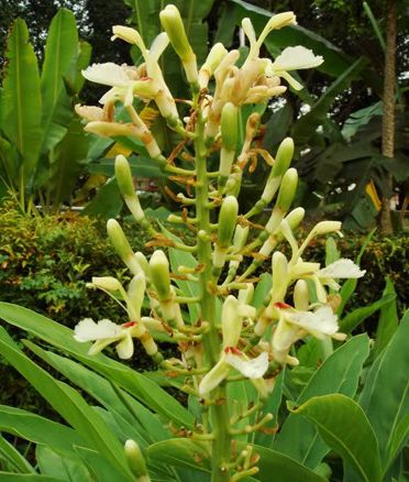 A pretty yellow scaffold erect type Thai Ginger flower.