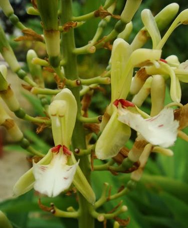 Thai Ginger flower detail.