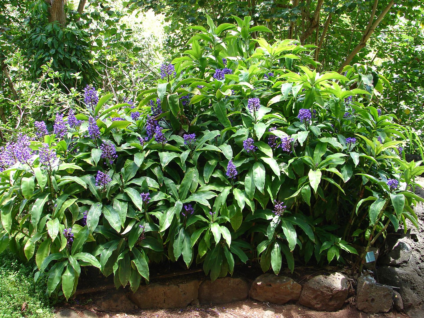 Blue Ginger in Hawaiian Landscape.