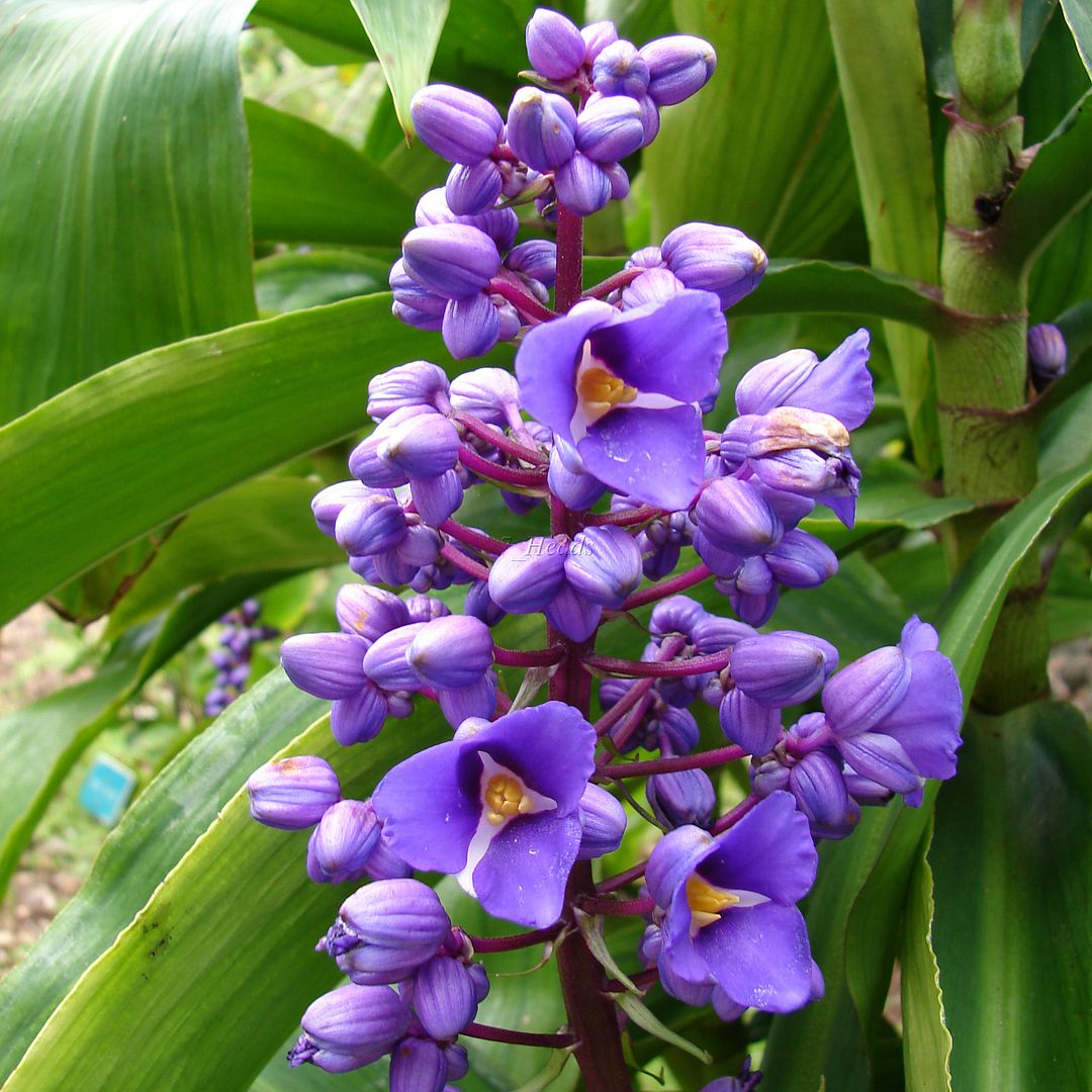 'Blue Ginger' these gorgeous blue flowers not a true ginger.