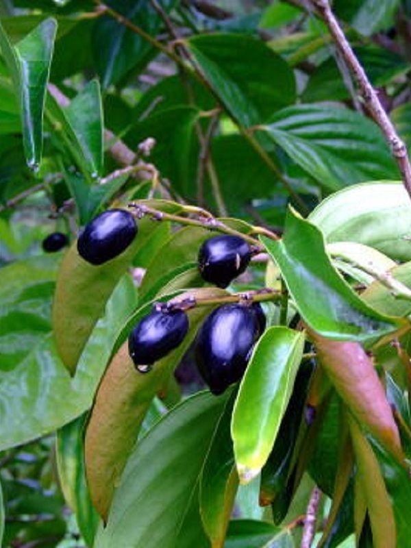 Gonocaryum callerynum