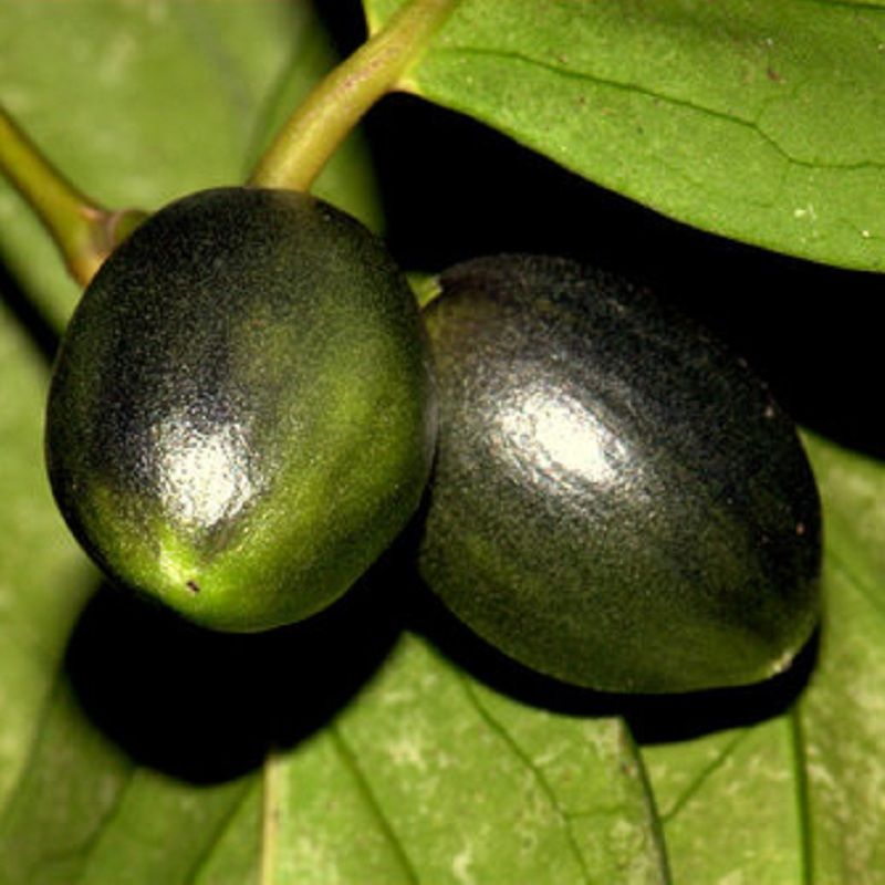 Gonocaryum callerynum