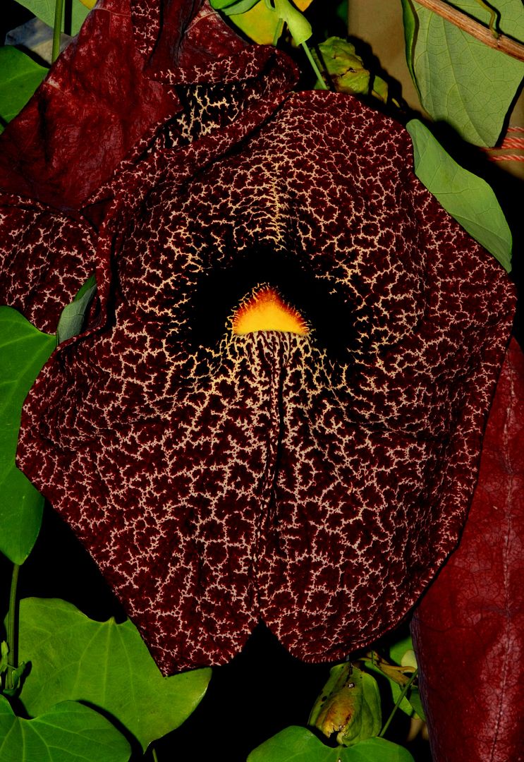 Giant Dutchman's Pipe
Aristolochia gigantea.