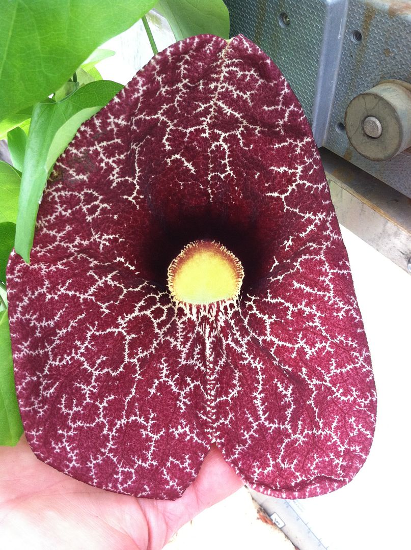 Giant Dutchman's Pipe
Aristolochia gigantea.