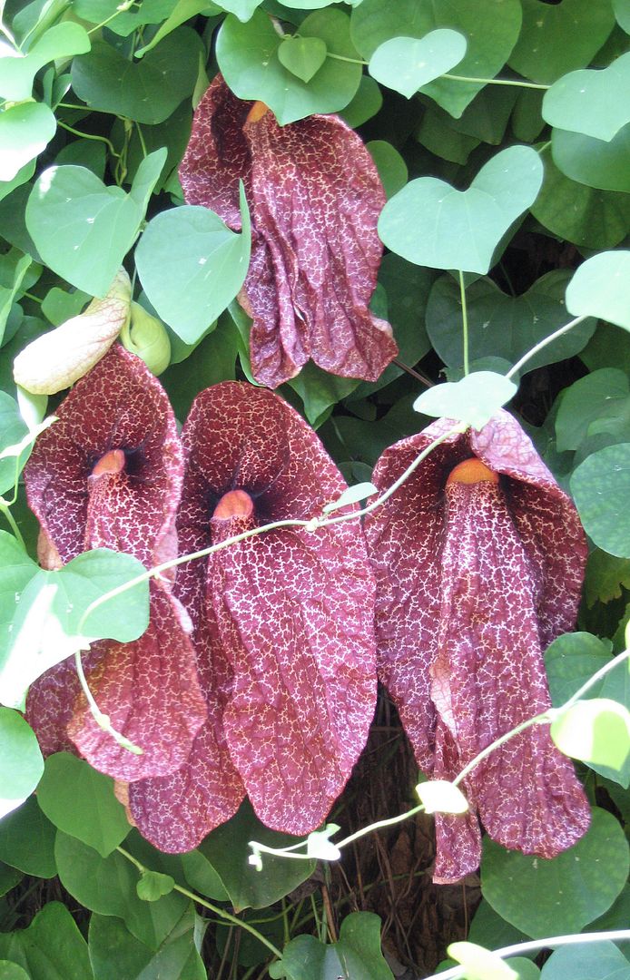 Giant Dutchman's Pipe
Aristolochia gigantea.