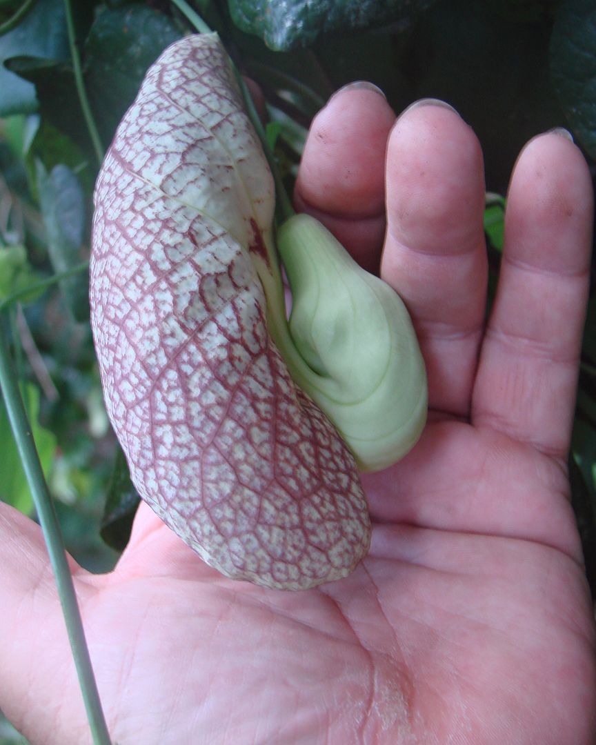 Giant Dutchman's Pipe
Aristolochia gigantea.