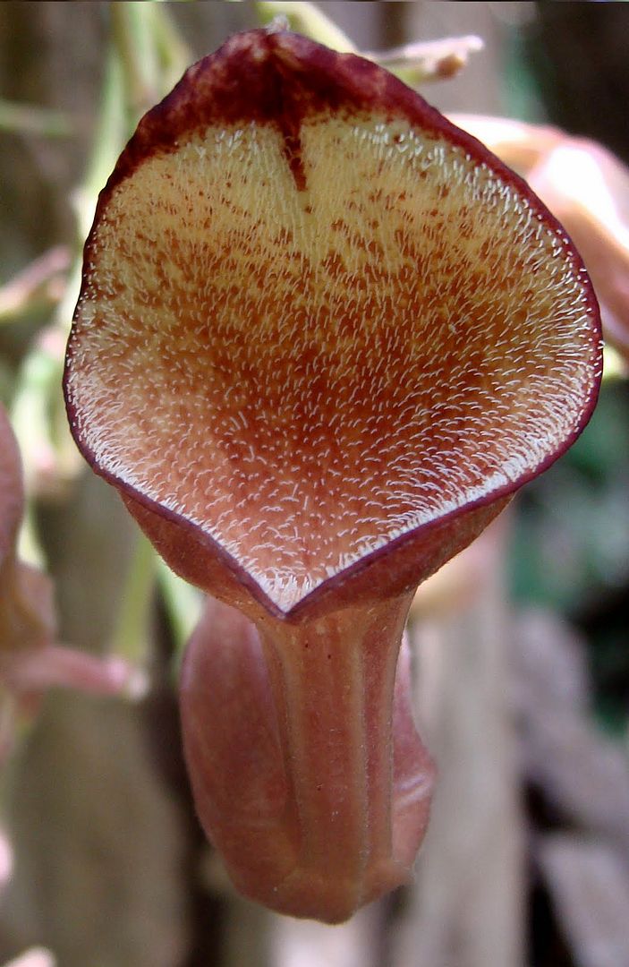 Florida Dutchman's Pipe
Aristolochia maxima.