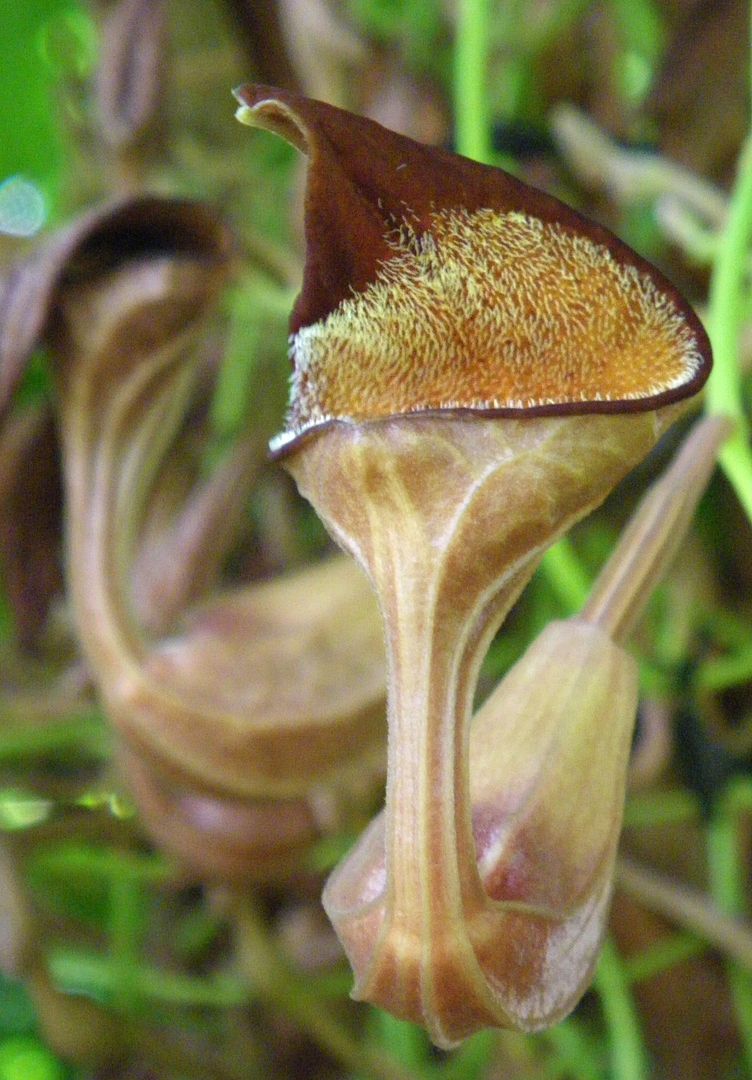 Florida Dutchman's Pipe
Aristolochia maxima.