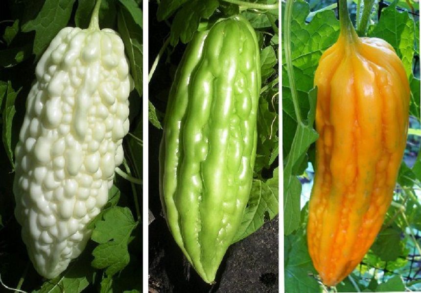 SPICEY Asian Veggie BITTER MELON Momordica charantia BALSAM PEAR 25