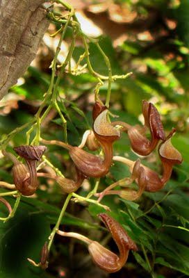 Florida Dutchman's Pipe
Aristolochia maxima.