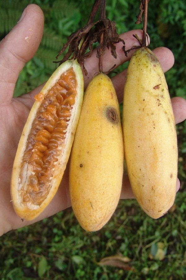 Curuba Passiflora Mollissima Banana Poka Banana Passion Fruit Vine