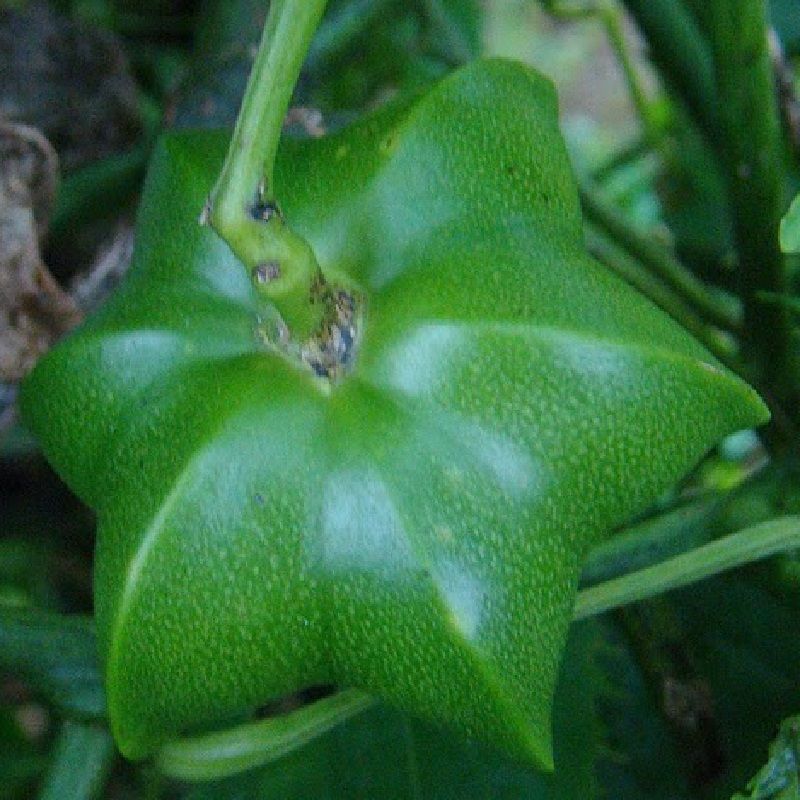 Plukenetia volubilis